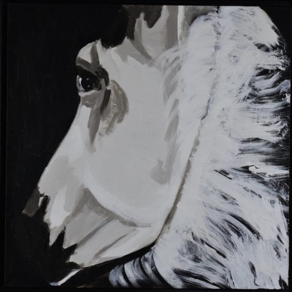 A white horse in shadows twists to look behind as seen from the rider's view. Neutral tints of white and cream with a black background. Western. Large Painting by artist Donald Ryker in textured expressionist impressionist art style with unique impasto glaze technique.